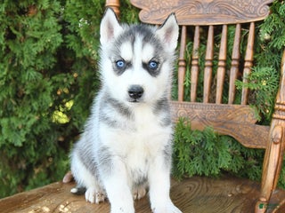 Siberian Husky dogs - Ad 14