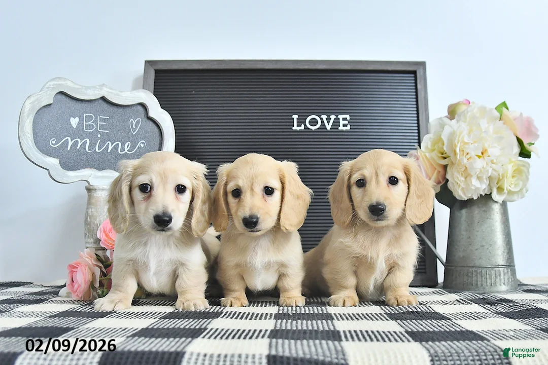 Miniature Dachshund dogs for sale: Remi  - Ad 5