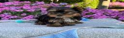 Yorkshire Terrier dogs for sale: Indie - Ad 11