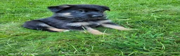 German Shepherd dogs for sale: Lucy - Ad 3