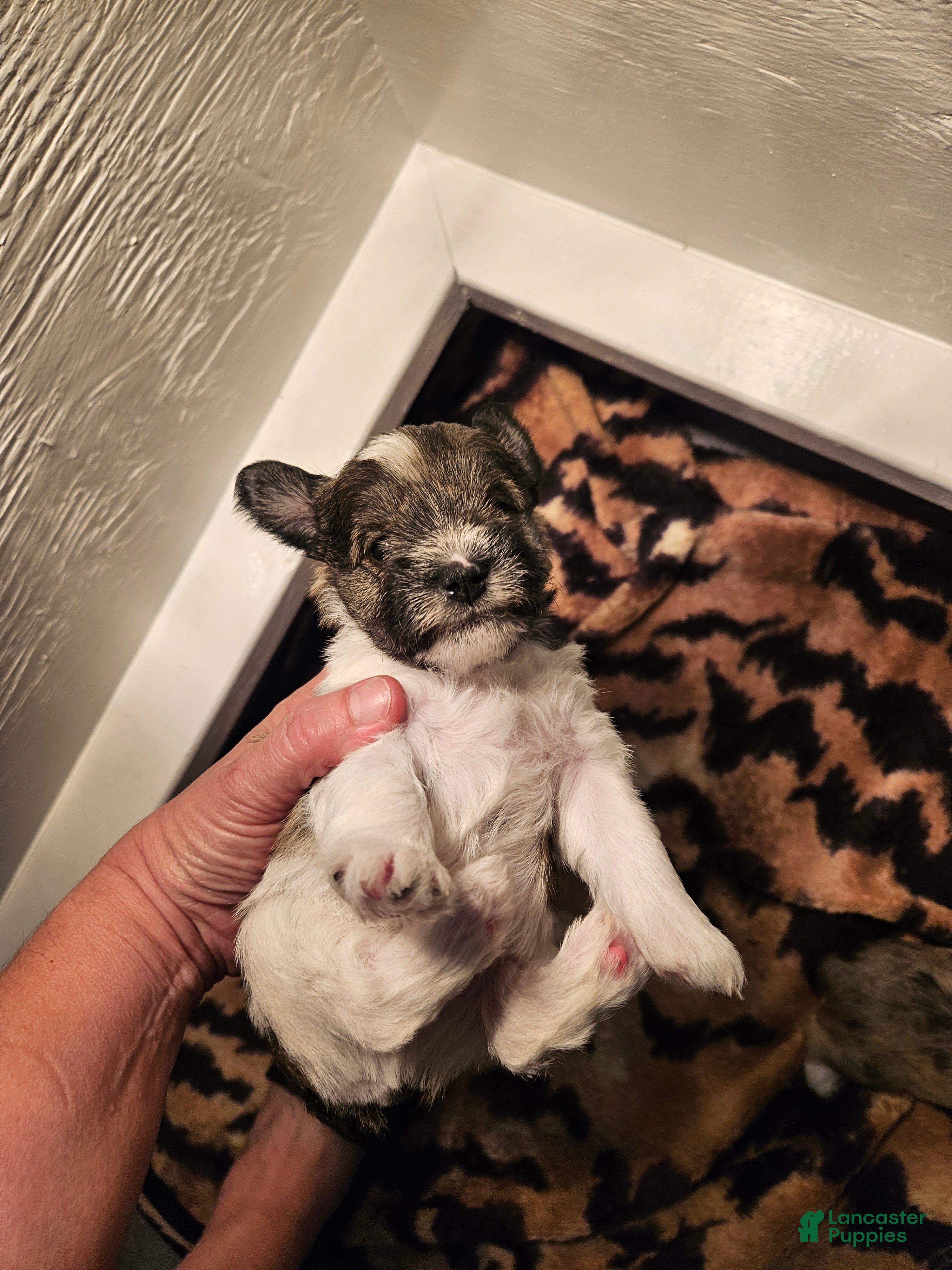 Miniature Schnauzer dogs Salt n pepper parti male - Ad 36