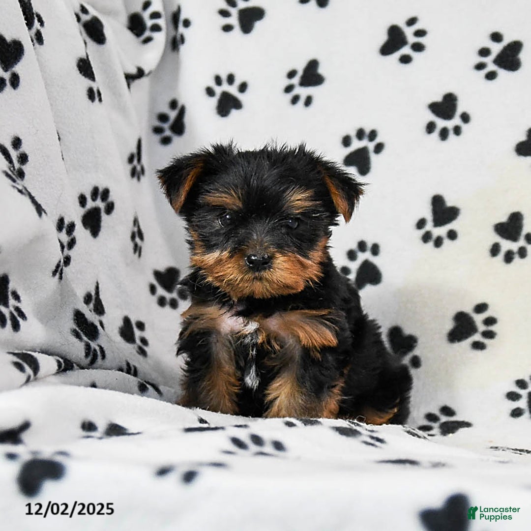 Yorkshire Terrier dogs for sale: Quartz - Ad 2