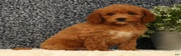 Mini Goldendoodle dogs for sale: Tori - Ad 8