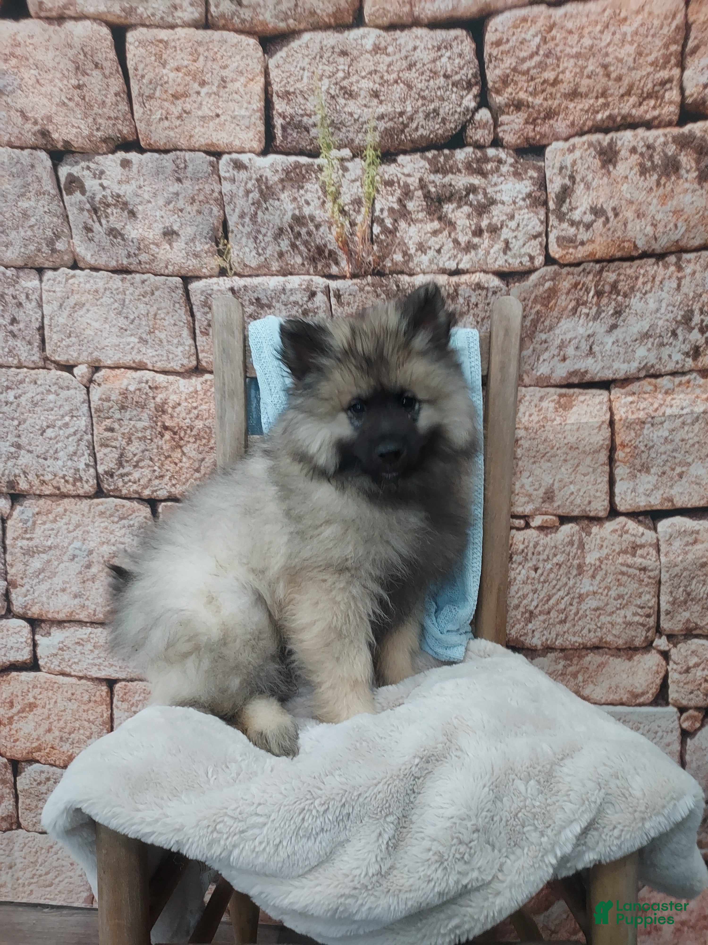 Keeshond dogs Tanner - Ad 1