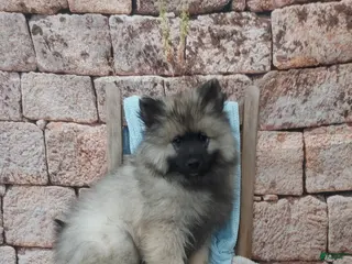 Keeshond dogs for sale: Tanner - Ad 3