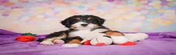 Mini Bernedoodle dogs for sale: Sparky - Ad 10