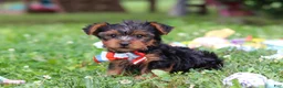 Yorkshire Terrier dogs for sale: Lola - Ad 14