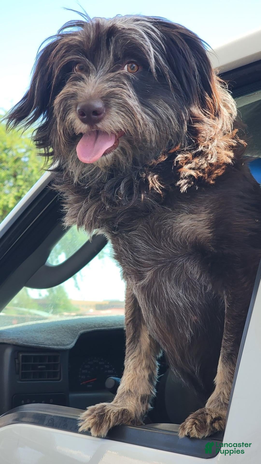 Mixed Breed dogs for sale: Ruby - Ad 2