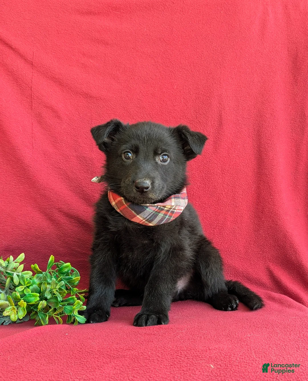 German Shepherd dogs for sale: Maxwell - Ad 1