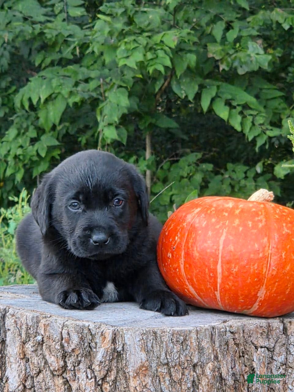Labrador Retriever dogs Buster  - Ad 2