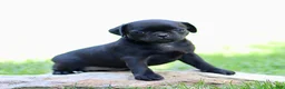 Pug dogs for sale: Beauty - Ad 1