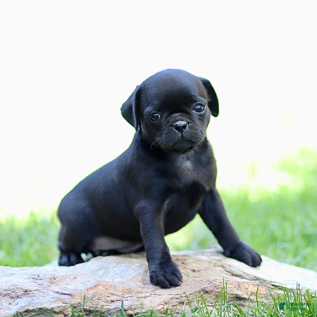 Pug dogs for sale: Beauty - Ad 1