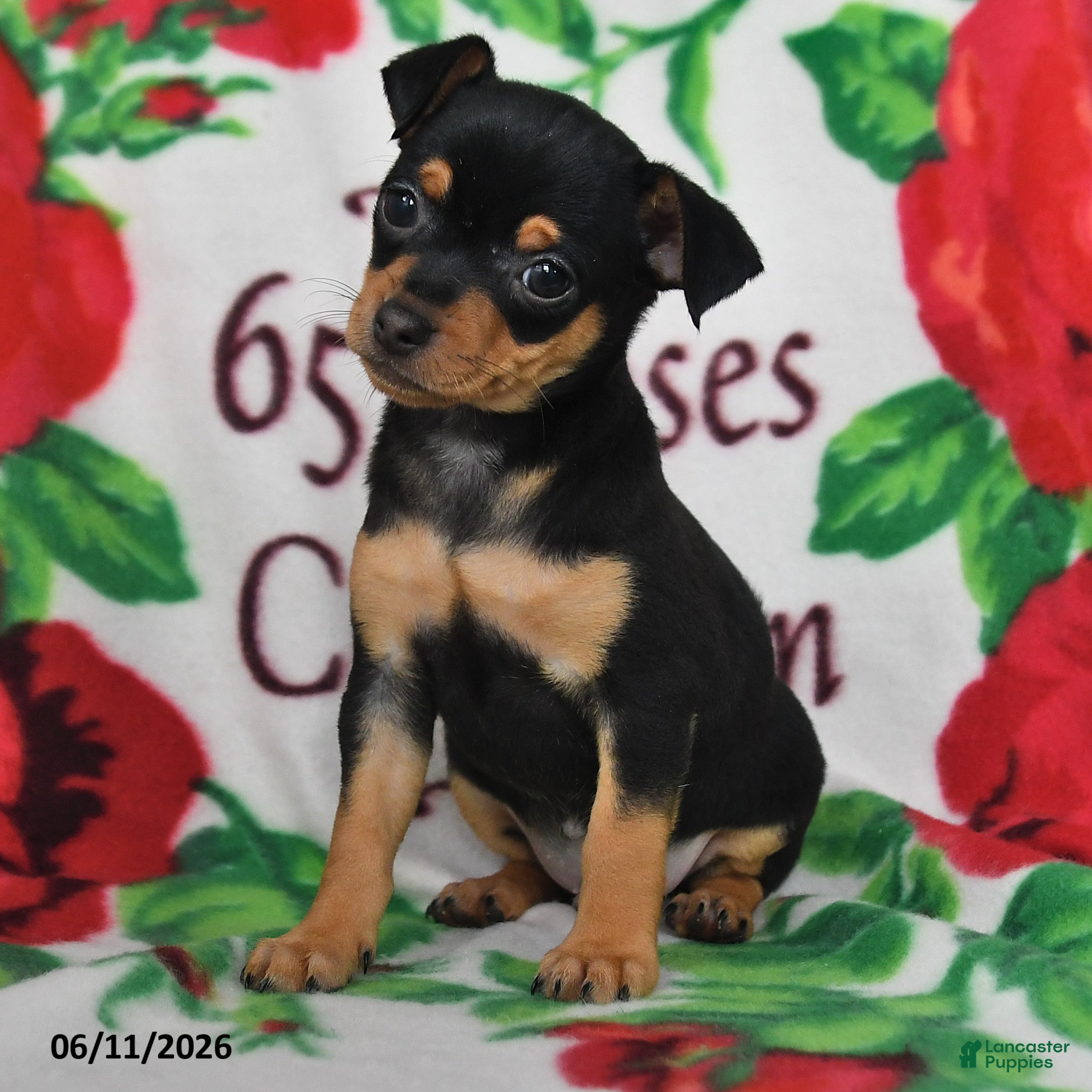 Chihuahua dogs Jasper - Ad 2