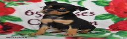 Chihuahua dogs for sale: Jasper - Ad 2