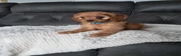 Cavapoo dogs for sale: Luca - Ad 4