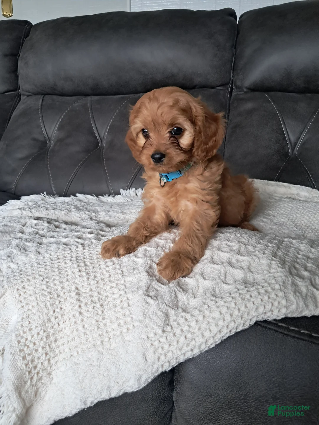 Cavapoo dogs for sale: Luca - Ad 7