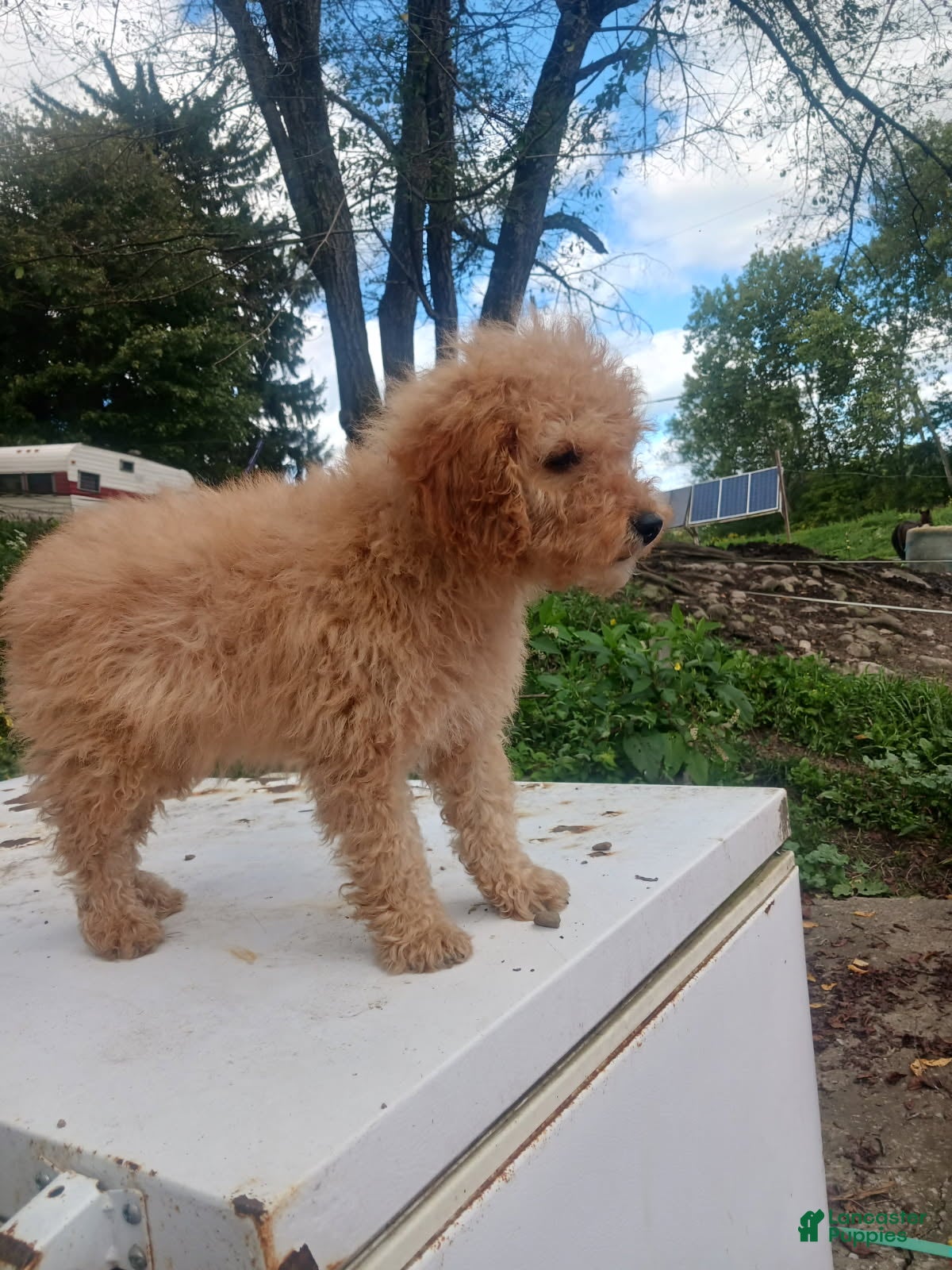 Mini Goldendoodle dogs Ace - Ad 1