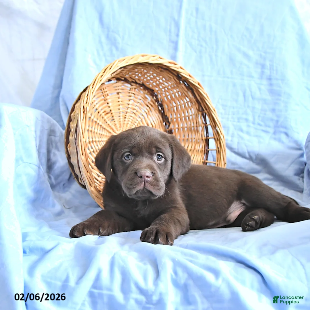 Labrador Retriever dogs for sale: Dusty - Ad 2