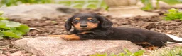Miniature Dachshund dogs for sale: Bucky - Ad 5