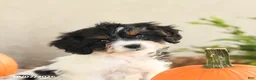 Cavapoo dogs for sale: Angel - Ad 5
