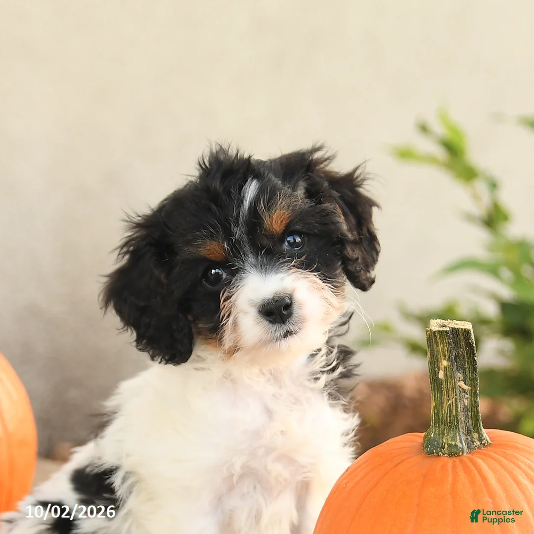 Cavapoo dogs for sale: Angel - Ad 5