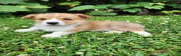 Welsh Corgi Pembroke dogs for sale: Adam - Ad 3