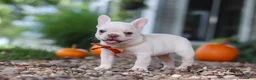 French Bulldog dogs for sale: Eden - Ad 12