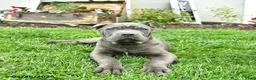 Cane Corso dogs for sale: Dexter  - Ad 3