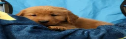 Golden Retriever dogs for sale: Connor - Ad 8