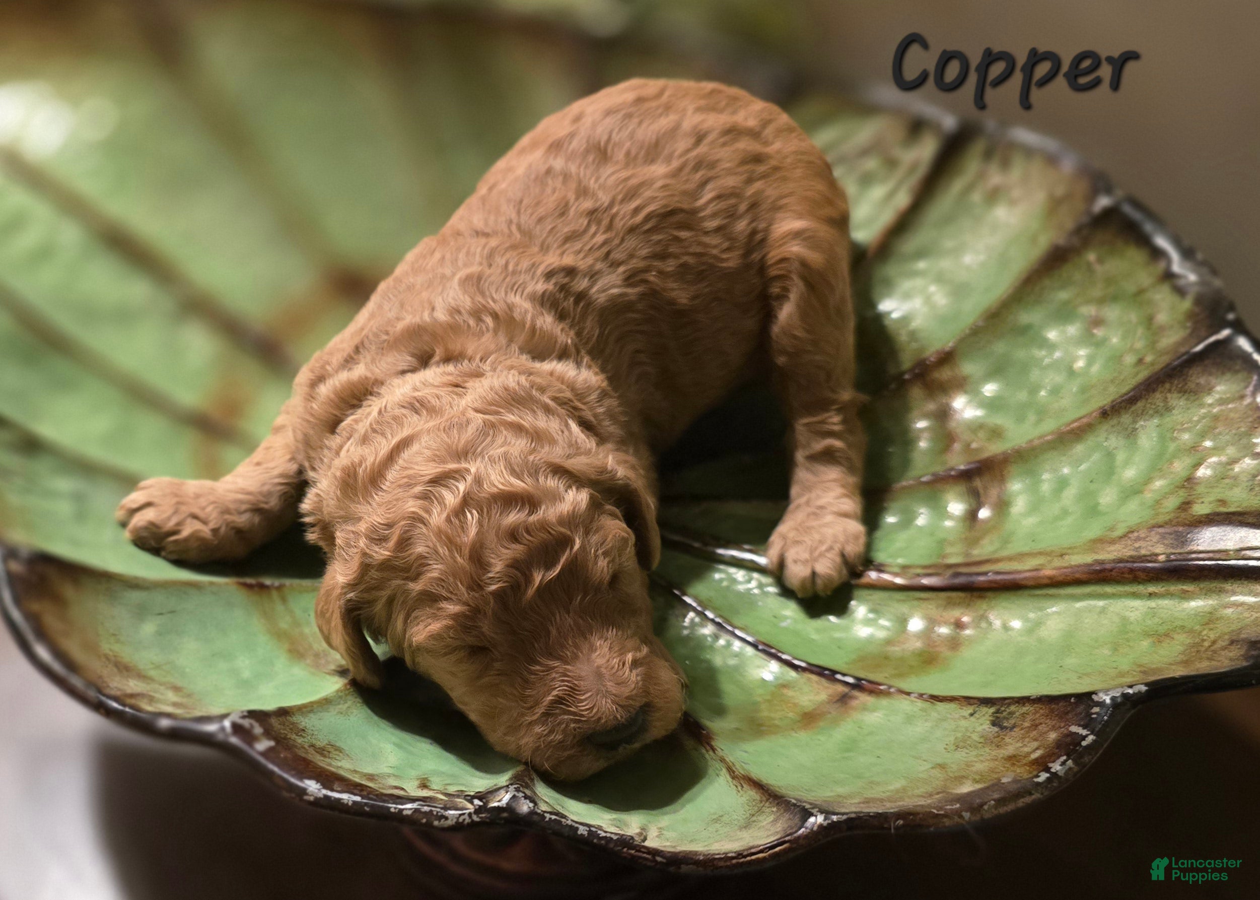 Goldendoodle dogs Goldendoodle Puppy 7 - Ad 29