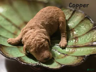 Goldendoodle dogs Goldendoodle Puppy 7 - Ad 29