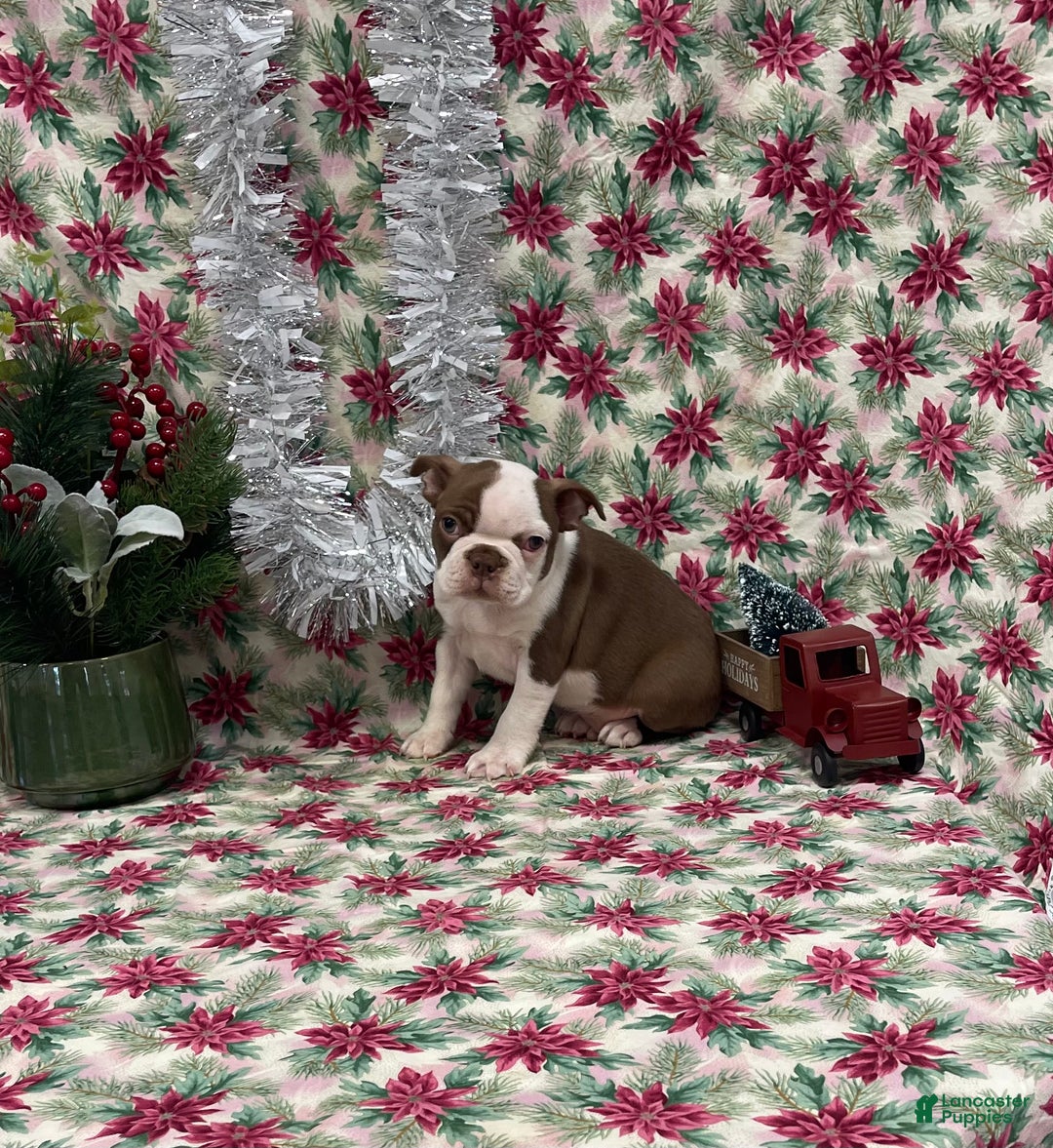 Boston Terrier dogs for sale: Annie - Ad 13