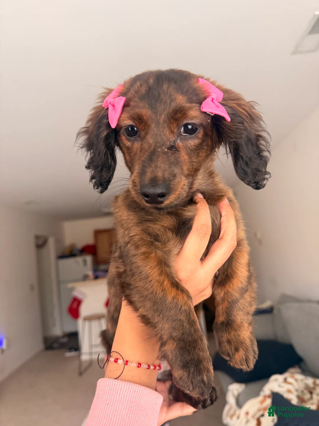 Miniature Dachshund dogs for sale: Daisy - Ad 4