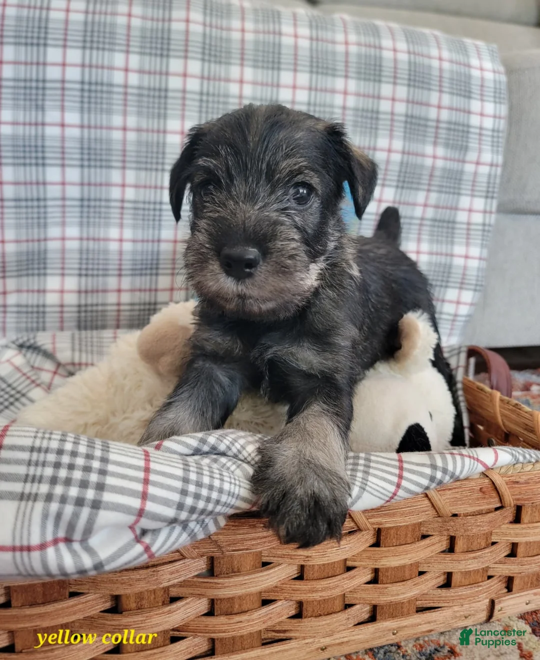 Standard Schnauzer dogs for sale: Butters - Ad 3