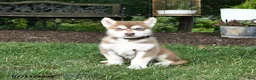 Alaskan Malamute dogs for sale: Sienna - Ad 1
