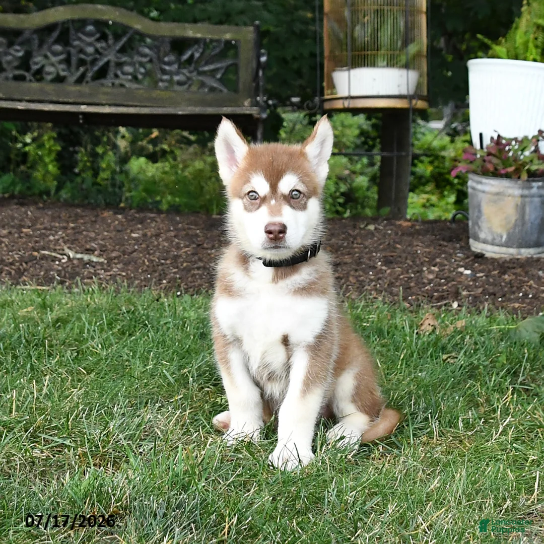Alaskan Malamute dogs for sale: Sienna - Ad 1