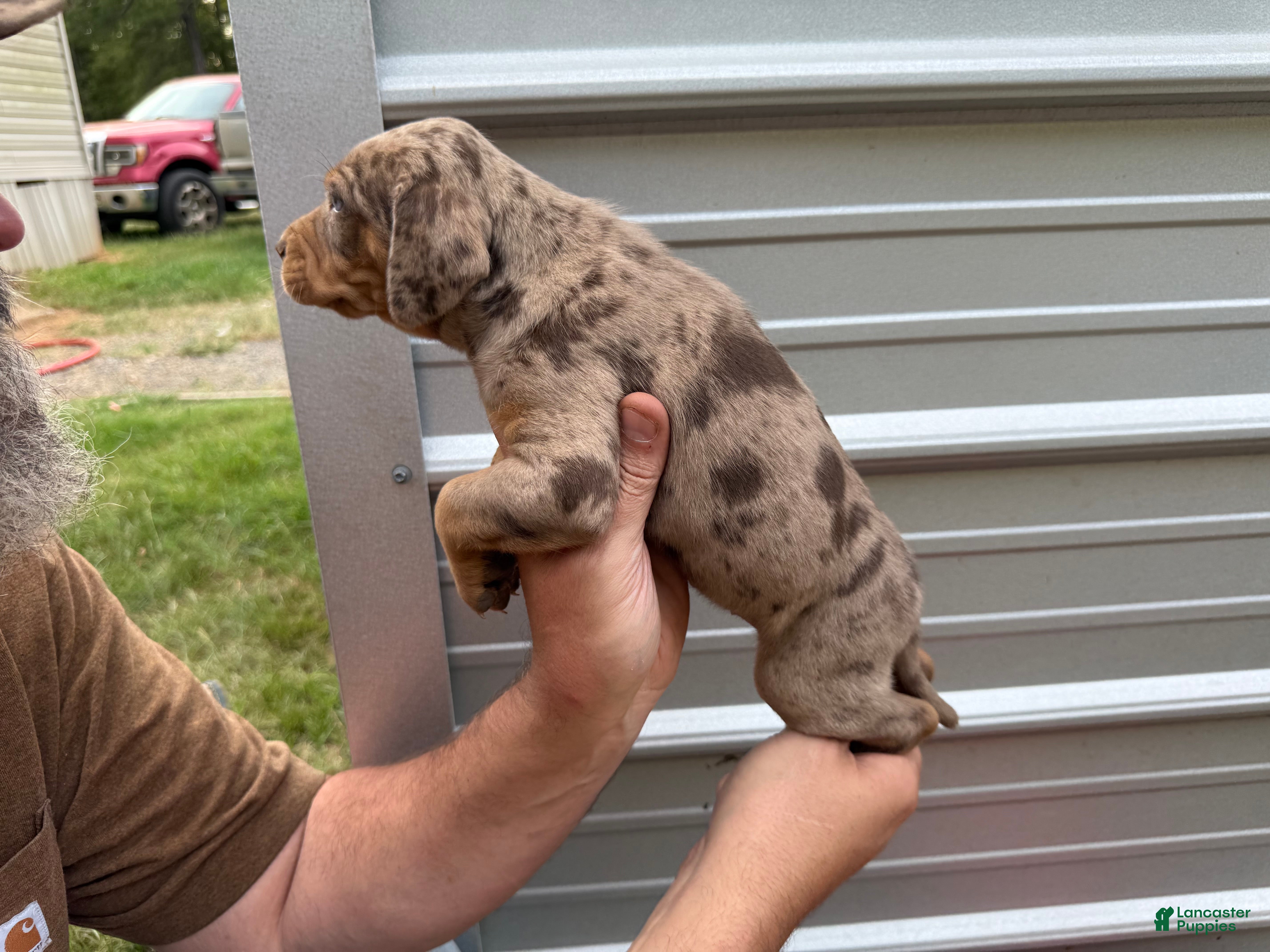 Catahoula Leopard Dog dogs for sale: Remi aka Lady - Ad 2
