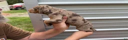 Catahoula Leopard Dog dogs for sale: Remi aka Lady - Ad 2