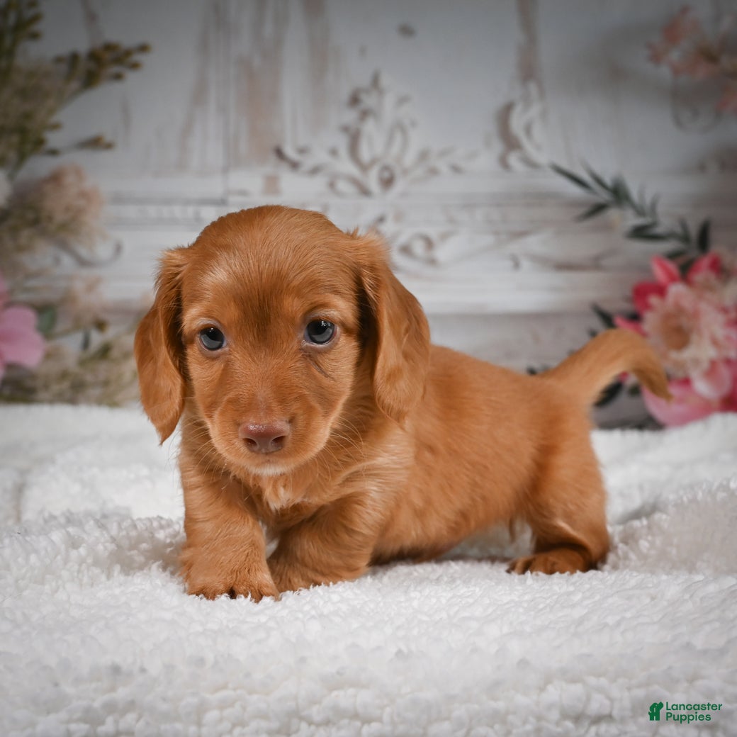 Miniature Dachshund dogs for sale: AKC-Bobby - Ad 3