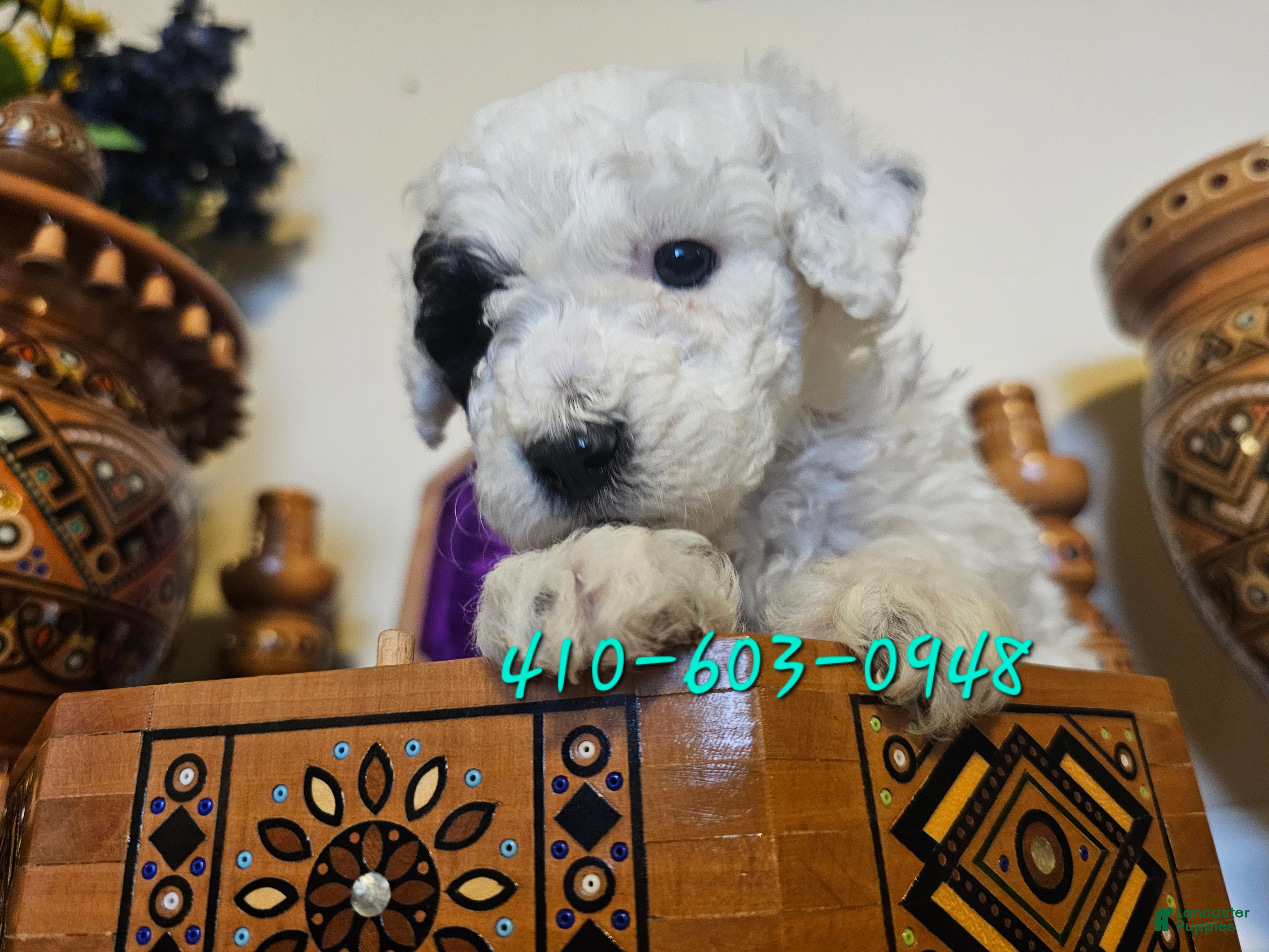 Mini Goldendoodle dogs Aspen - Ad 2