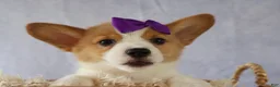 Welsh Corgi Pembroke dogs for sale: Zoey 🌸 - Ad 12