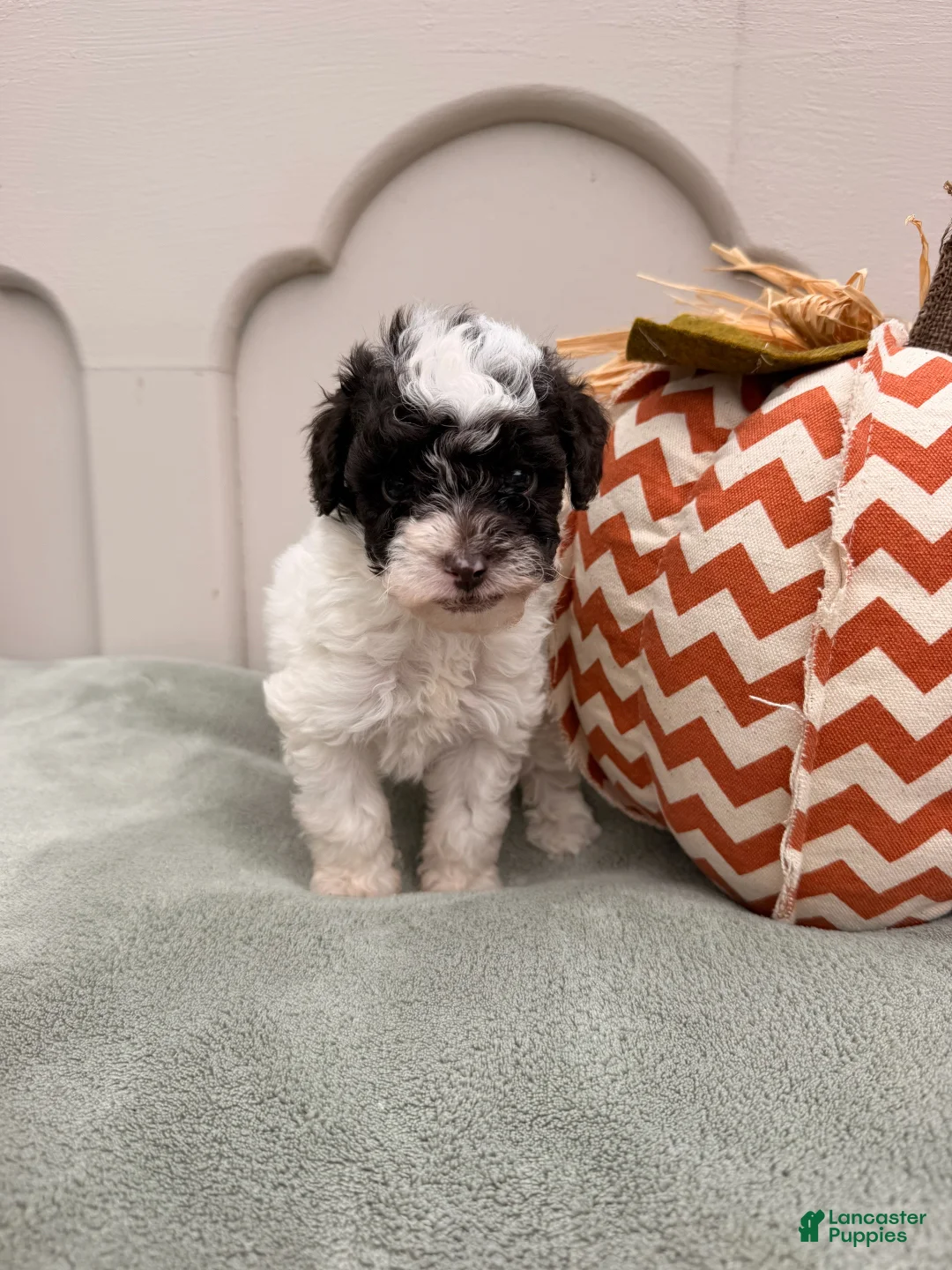 Mini Goldendoodle dogs for sale: Appa - Ad 2