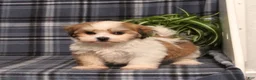 Teddy Bear dogs for sale: Fergus - Ad 5