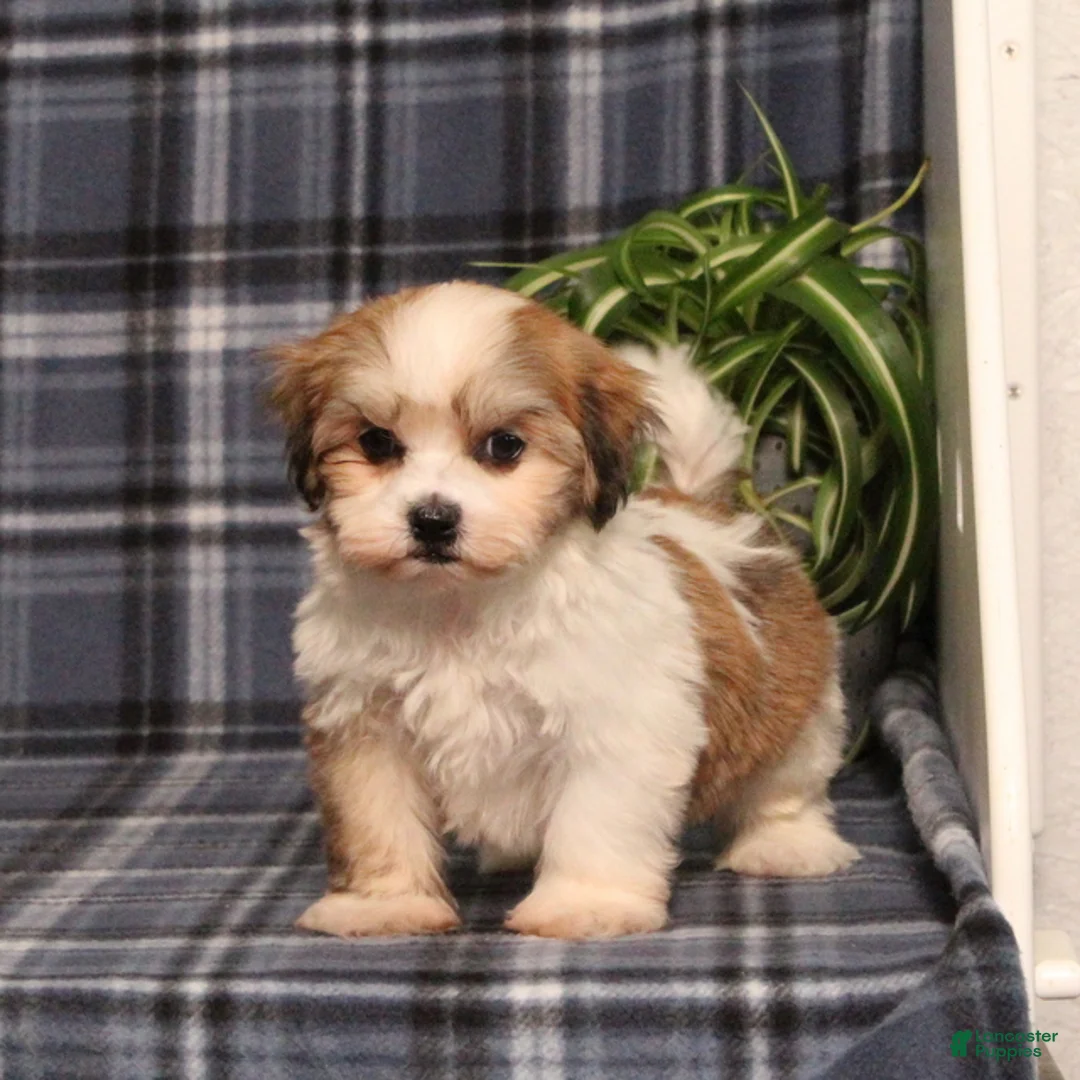 Teddy Bear dogs for sale: Fergus - Ad 5
