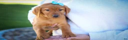 Labrador Retriever dogs for sale: NELSON - Ad 9