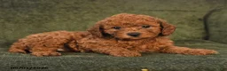 Miniature Poodle dogs for sale: Hector - Ad 3