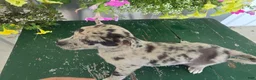 Chihuahua dogs for sale: Botches - Ad 1