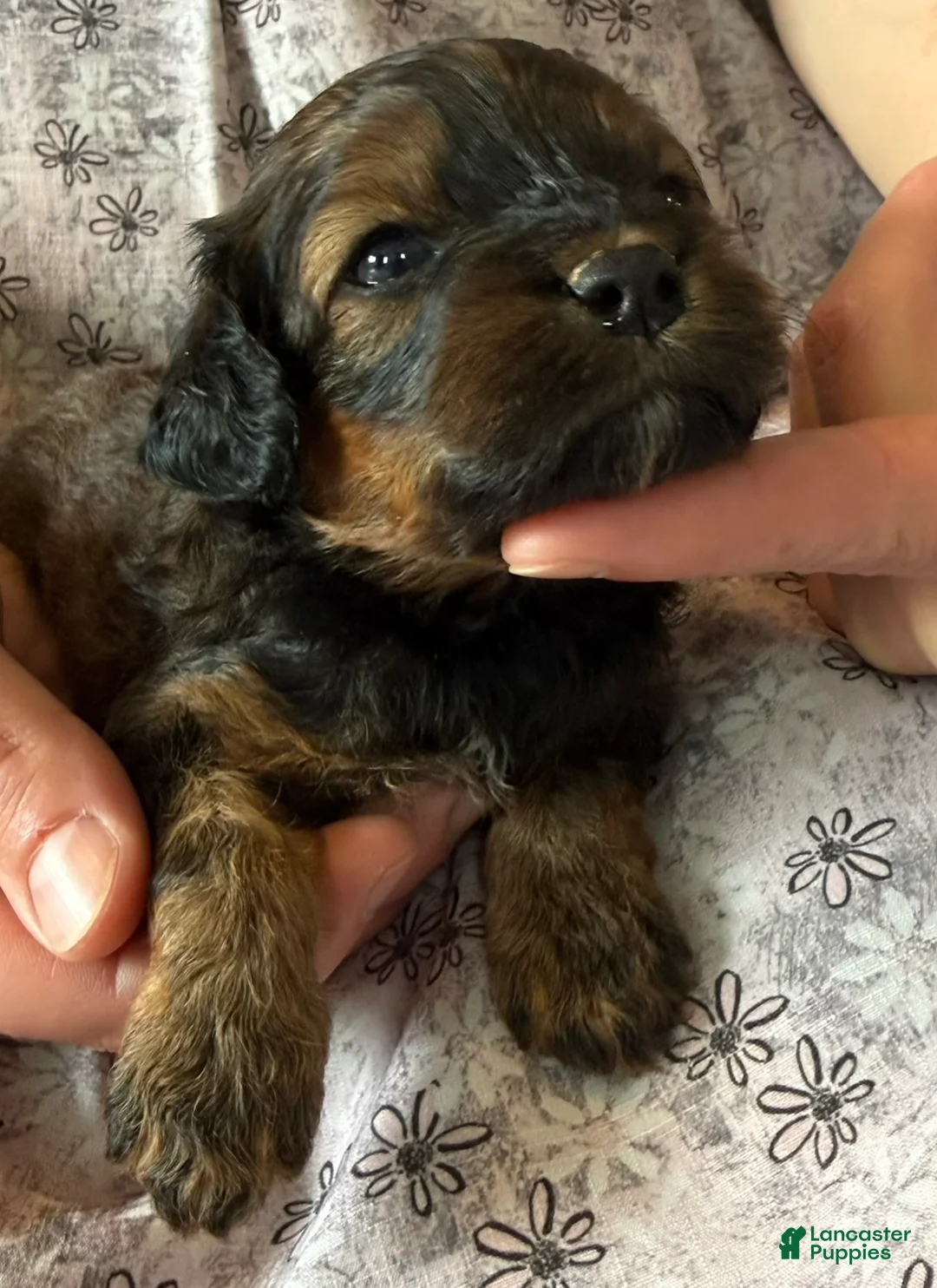 Cavapoo dogs for sale: Coffee Cavapoo  - Ad 2