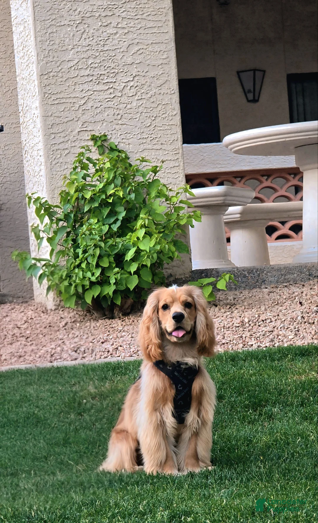 Cocker Spaniel dogs for stud: Leo.  - Ad 3