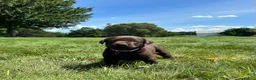 Labrador Retriever dogs for sale: Hazel - Ad 8